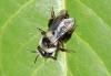 Andrena cineraria